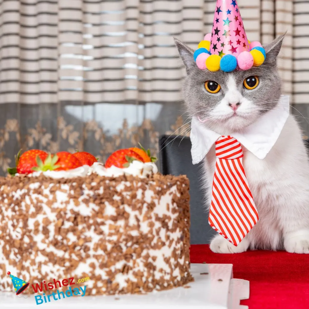Funny Happy The Birthday